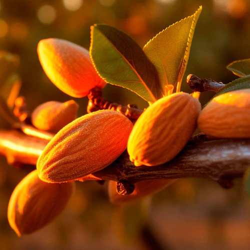 YODEYMA VERY SPECIAL - Imagen 2