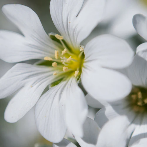 YODEYMA FOR YOU - Imagen 2