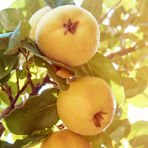 YODEYMA FOR YOU - Imagen 8