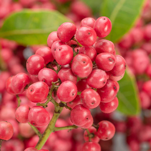 YODEYMA Caribbean - Imagen 8