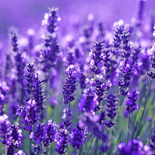 YODEYMA OUD GEM - Imagen 2